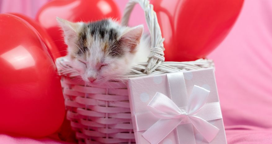 65 Best Gifts for Cat Lovers 2024