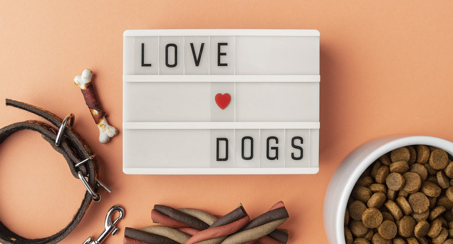 100 Best Dog Instagram Captions to Go for Every Occasion