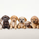70 Gifts for Dog Lovers to Drool Over