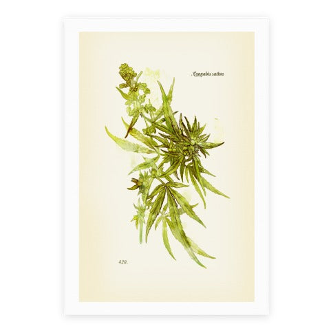 Cannabis Botanical Illustration Poster