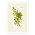 Cannabis Botanical Illustration Poster