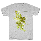 Cannabis Botanical Illustration T-Shirt